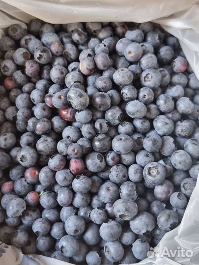 Голубика садовая