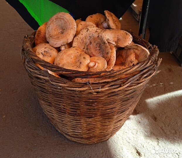 Грибы рыжики свежие