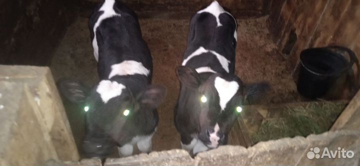 Телята бычки