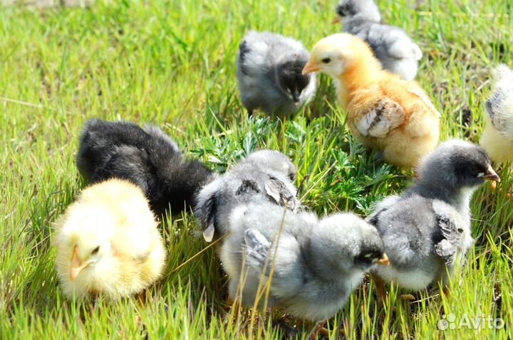 Мулард, утка, гуси, цыплята в ассортименте
