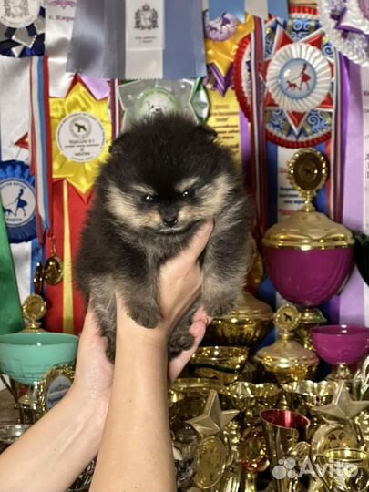 Померанский шпиц