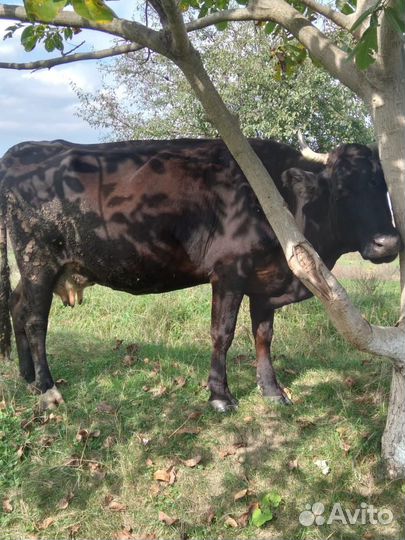 Корова дойная