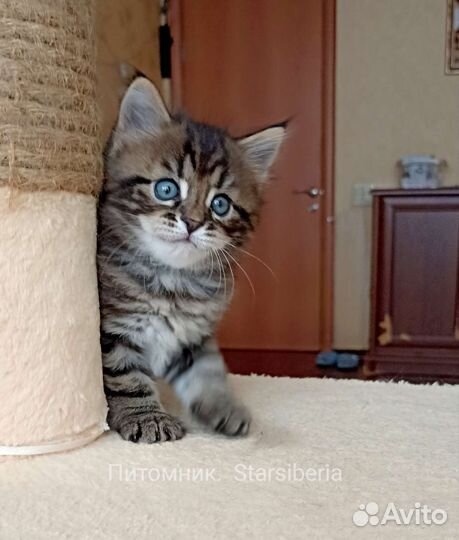 Сибирский котенок мальчик