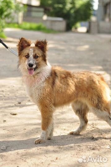 Девочка Феня ищет дом