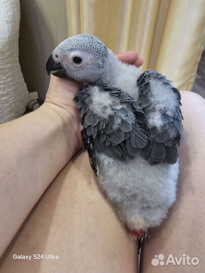 Птенцы крупных говорящих попугаев