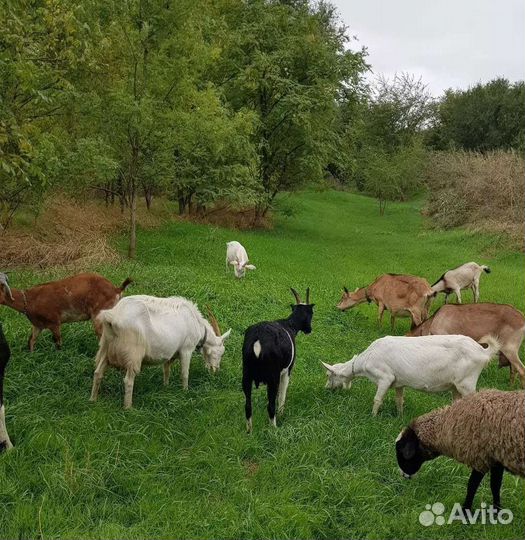 Козье молоко