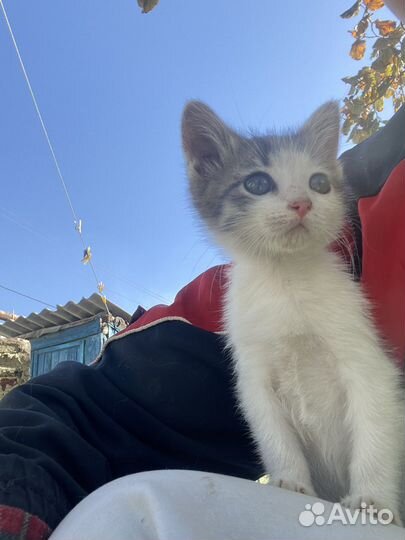 Котеночек мальчик