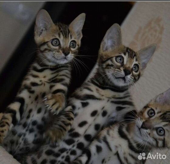 Бенгальская