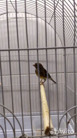 Певчие птицы