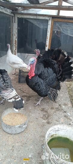 Инкубационное яйцо индейки