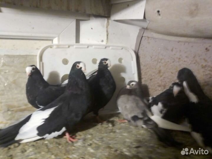 Продажа голубей