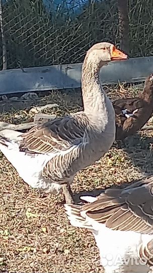 Крупные серые гуси