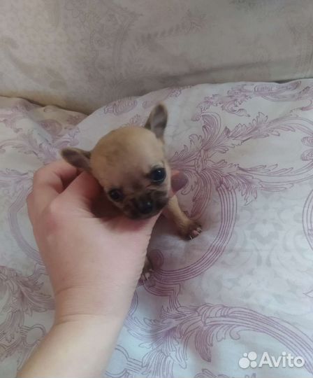 Чихуахуа девочки
