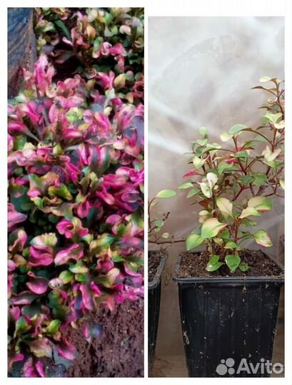 Многолетние садовые растения