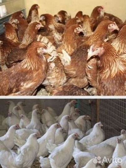 Куры молодки несушки