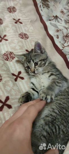 Кошка в дар