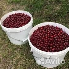 Вишня свежая