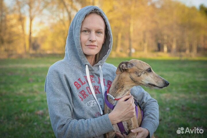 Услуги кинолога / Коррекция поведения