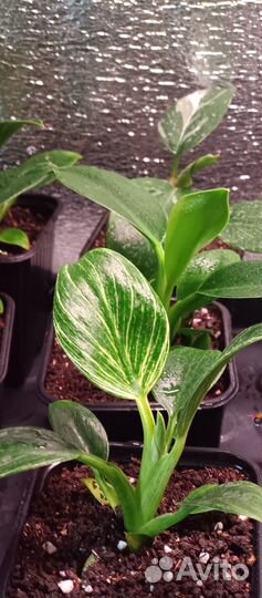 Филодендрон