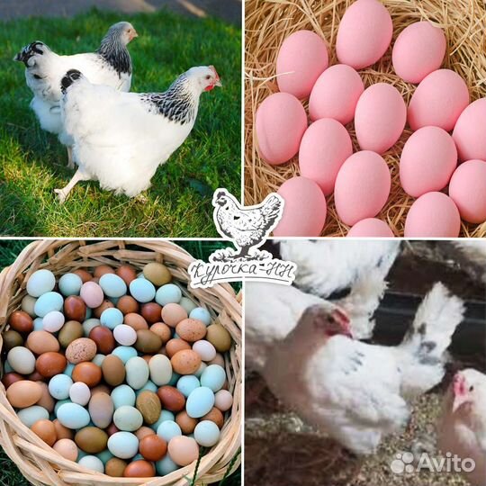 Куры молодки несушки Автозавод