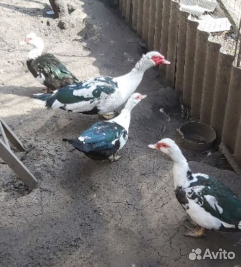 Семья индоуток