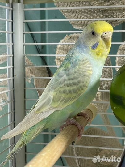 Радужный волнистый попугай