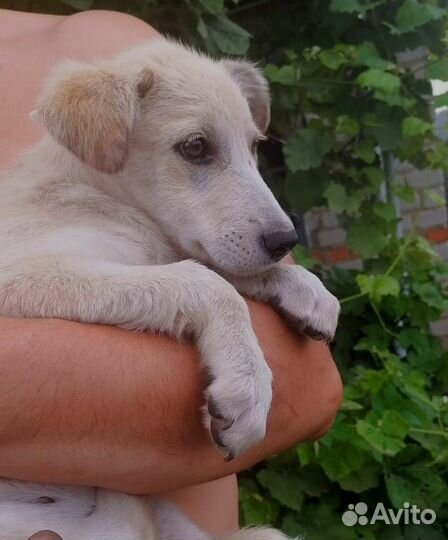 Щенок девочка бесплатно в добрые руки