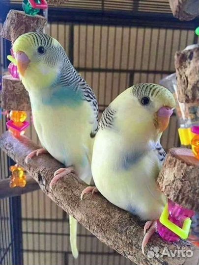 Волнистые попугайчики, Кореллы, Кеноры поющие