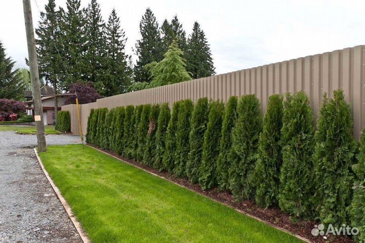 Туя Смарагд 1,8-2 м западная