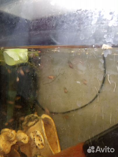 Малавийские цихлиды