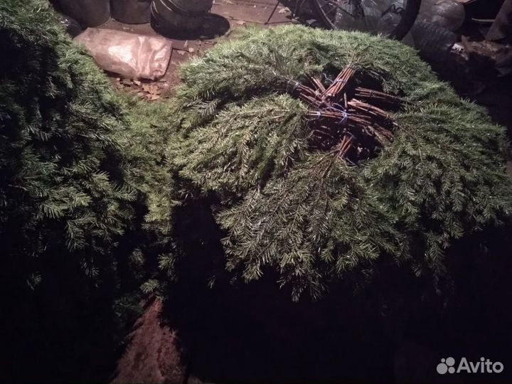 Пихтовые веники