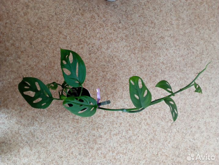 Эпипремнумы,монстера Манки,себу блю