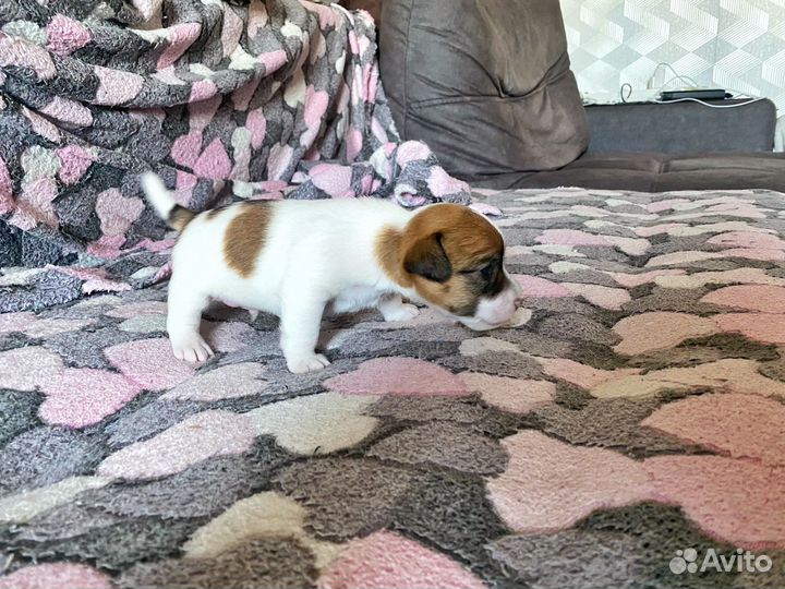 Джек Рассел терьер