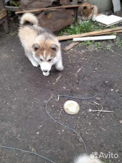 Щенки хаски