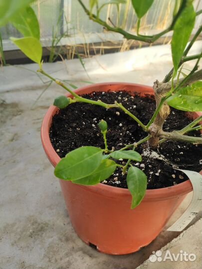 Цитрусовые растения