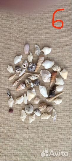 Морские ракушки и кораллы