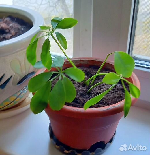 Замиокулькас,Шефлера,Сансевиерия