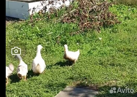 Утки чери велли