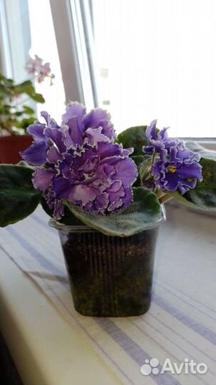 Сортовые фиалки