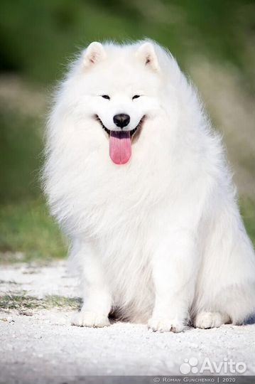 Самоед для вязки