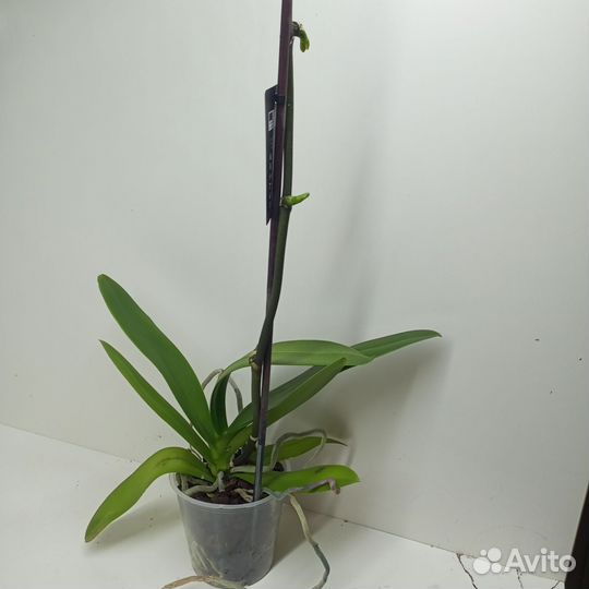 Орхидея микс разноцветеые