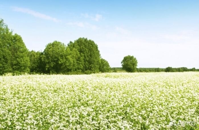 Мёд натуральный оптом