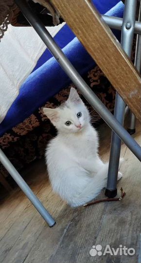 Котята в добрые руки бесплатно