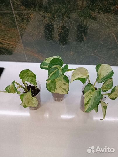 Эпипремнум Хэппи лив