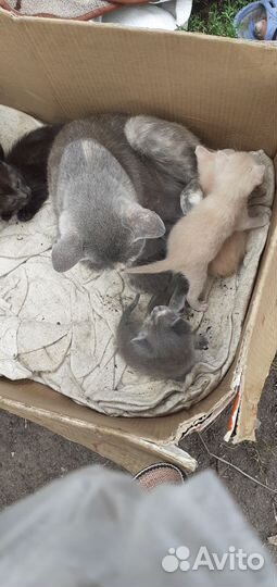 Кошки и котики