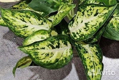 Диффенбахия Вайт Ами