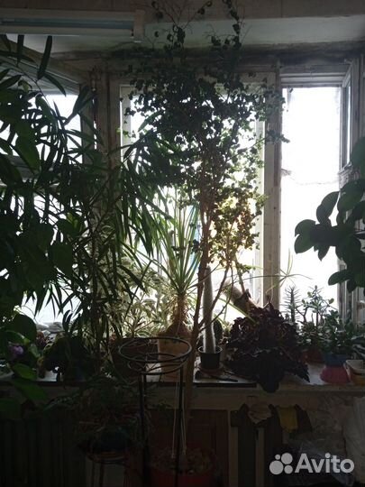 Фикус барокко взрослый