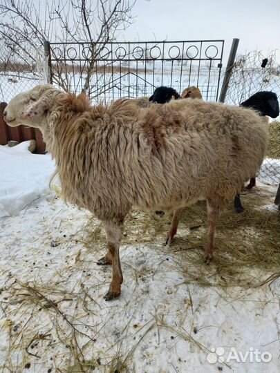 Гейсарский баран