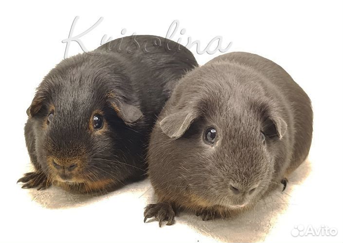 Свинка морская 2 самца