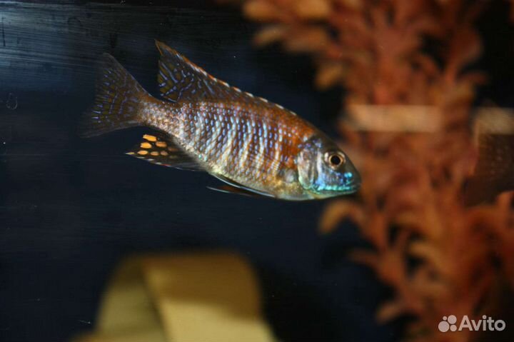 Цихлиды и другие рыбки